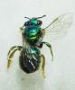 Augochlorini inconnu